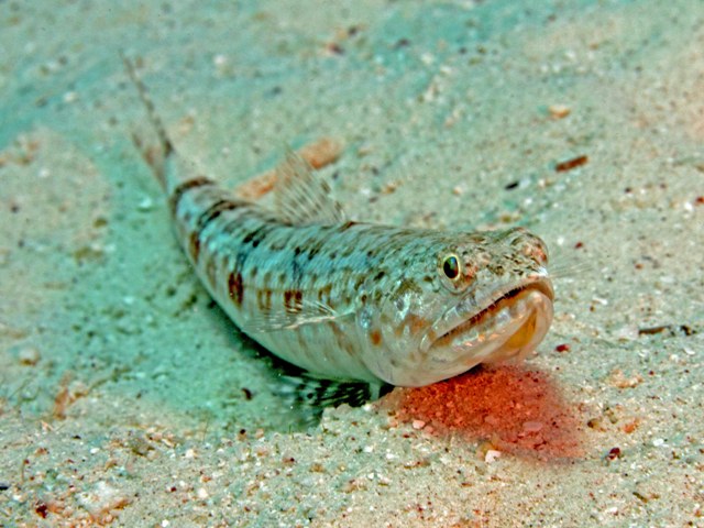 Synodus dermatogenis